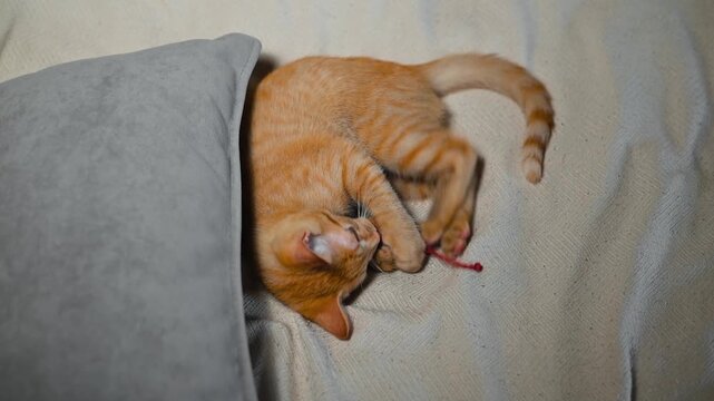 A cat rolls and interacts with a toy on a couch. The orange cat appears to enjoy its playful activity during a casual indoor moment