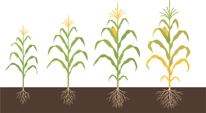 Corn growth stages vector illustration showing plant development from seedling to mature crop lifecycle infographic isolated design