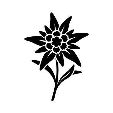 Edelweiss flower silhouette vector illustration