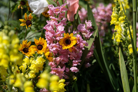 Colorful garden displaying yellow and pink blooming flowers