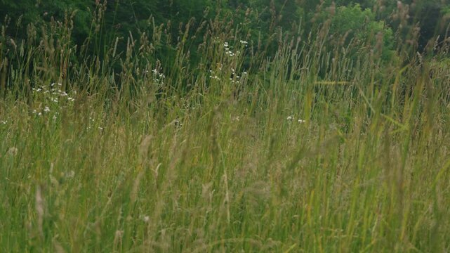 Close-up of Grass with Forest Background