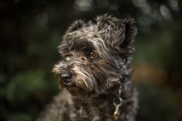 Close-up profile portrait of a gray schnauzer dog in dark woodland © Natalie