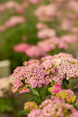Pink yarrow flowers blooming in a garden with soft background blur and selective focus. © Nicola