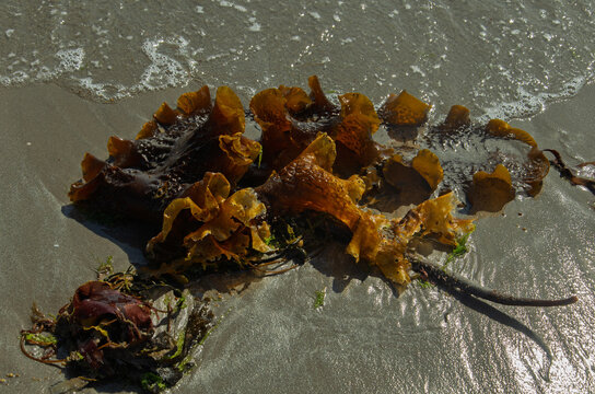 Sugar kelp or Saccharina latissima washed up on the beach at Ballywalter County Down Northern Ireland also known as Devils Apron