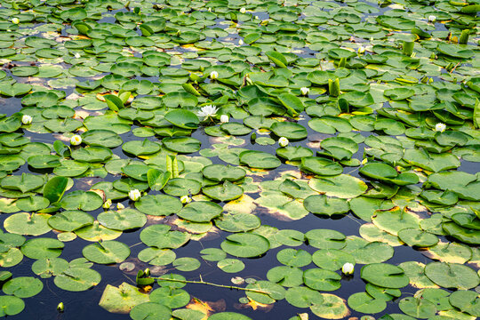 Thick Water Lilies 5