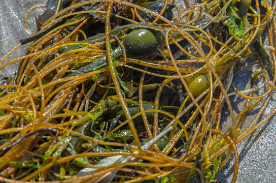 Brown stringy seaweed washed up on Ballywalter beach County Down