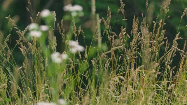 Close-up of Grass with Forest Background