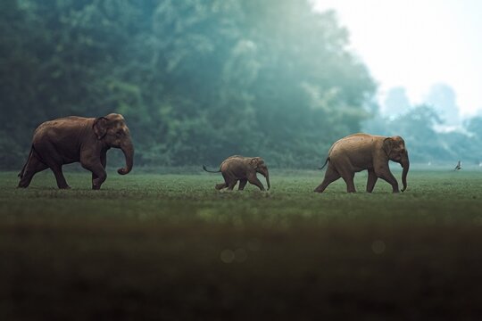 The Asian elephant, also known as the Asiatic elephant, is the only living species in the genus Elephas. It is the largest living land animal in Asia and the second largest living in the world.