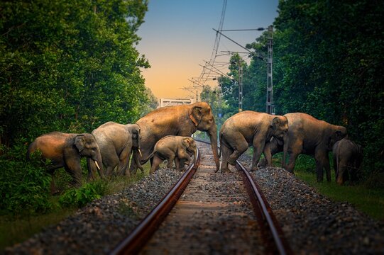 The Asian elephant, also known as the Asiatic elephant, is the only living species in the genus Elephas. It is the largest living land animal in Asia and the second largest living in the world.