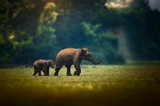 The Asian elephant, also known as the Asiatic elephant, is the only living species in the genus Elephas. It is the largest living land animal in Asia and the second largest living in the world.