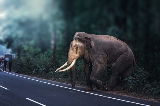 The Asian elephant, also known as the Asiatic elephant, is the only living species in the genus Elephas. It is the largest living land animal in Asia and the second largest living in the world.