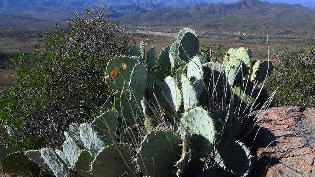 Arizona, USA: Green cladodes (pads) of the silver dollar prickly pear, Opuntia robusta, also known as the wheel cactus.