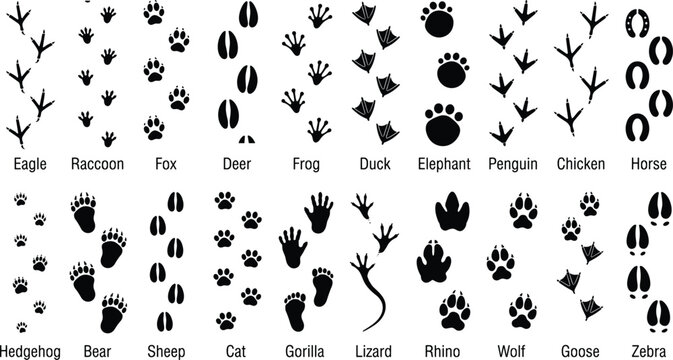 Animals footprint tracks. Paw prints, feet and claws eagle, raccoon and fox, deer and frog, duck and elephant penguin and chicken horse, hedgehog bear sheep cat dog stamp. Black foot trace vector set