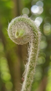 A detailed macro shot of a young, tightly coiled fern fiddlehead (crozier) showing circinate vernation, completely covered in delicate, white woolly hairs.