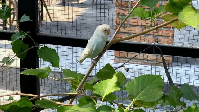 A beautiful small blue budgie perched on a tree branch inside an aviary
