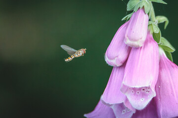 Vibrant Foxglove Digitalis Purpurea Growing in Lush Garden Settings with Tall Flower Spikes and Detailed June Bloom © Neil_Benison_Photos