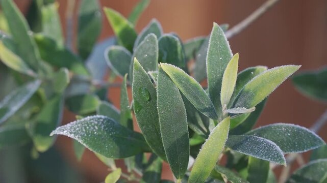 Close up of the Butterfly Bush Budlea leaves.