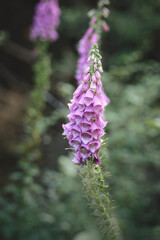 Vibrant Foxglove Digitalis Purpurea Growing in Lush Garden Settings with Tall Flower Spikes and Detailed June Bloom © Neil_Benison_Photos