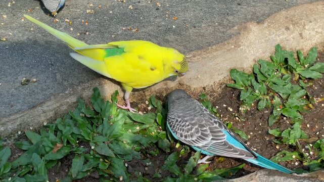 Three colorful budgerigar parrots foraging on the ground