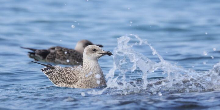 Yellow-legged gull, Larus michahellis juvenile, birds of Montenegro