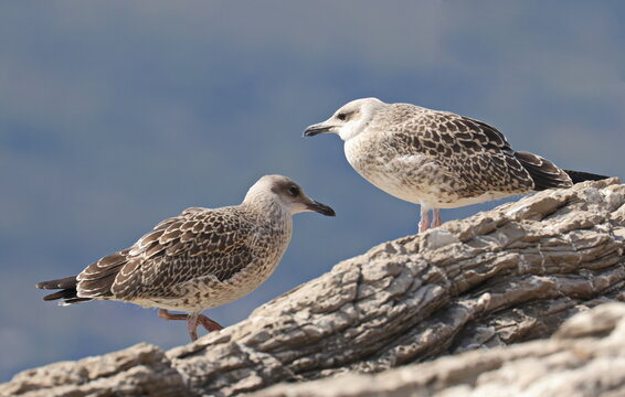 Yellow-legged gull, Larus michahellis juvenile, birds of Montenegro