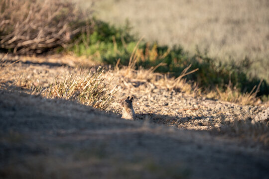Alert squirrel peeking out from its burrow in dry grassy terrain
