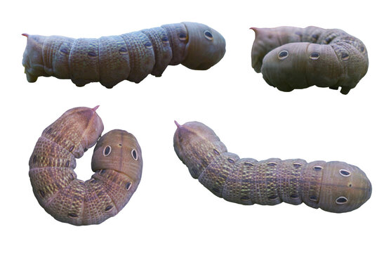 A macro collection of the large caterpillar of the Elephant Hawk-moth (Hippotion celerio / Deilephila elpenor) showing different positions and angles, isolated on a clean white background. Features di
