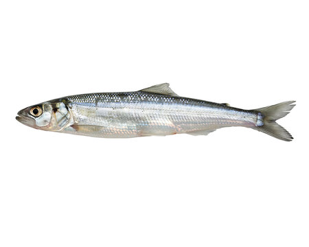 Detailed lateral view of a sleek silver fish with a reflective metallic surface and symmetrical fin placement, isolated on a black background for precise visual analysis