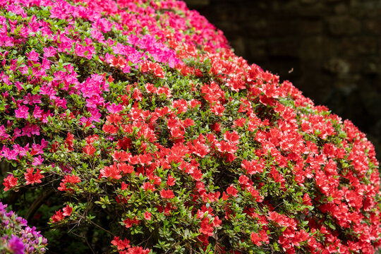 Bl&uuml;hende Azaleen in Rot und Pink &ndash; Farbenpr&auml;chtiger Zierstrauch im Fr&uuml;hlingsgarten