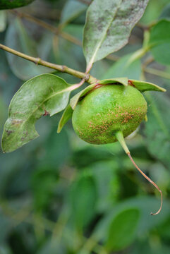 Close-up of a developing red mangrove propagule growing on a tropical mangrove tree, illustrating coastal plant reproduction, biodiversity, wetland ecology, and environmental conservation.