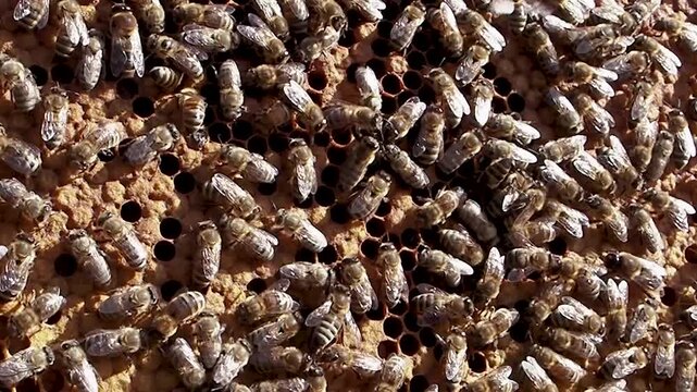 Macro video of honey bees working on an open honeycomb frame inside a healthy beehive, revealing brood cells, natural colony activity and pollination during the summer season.