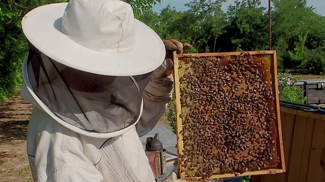 Beekeeper inspecting a honeycomb frame covered with honey bees during a summer hive inspection, demonstrating traditional beekeeping, colony management and sustainable honey production.