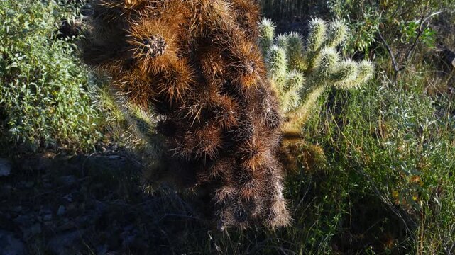 Arizona, USA: Teddy Bear Cholla (Cylindropuntia bigelovii), a species of cholla cactus native to the southwestern United States and northwestern Mexico