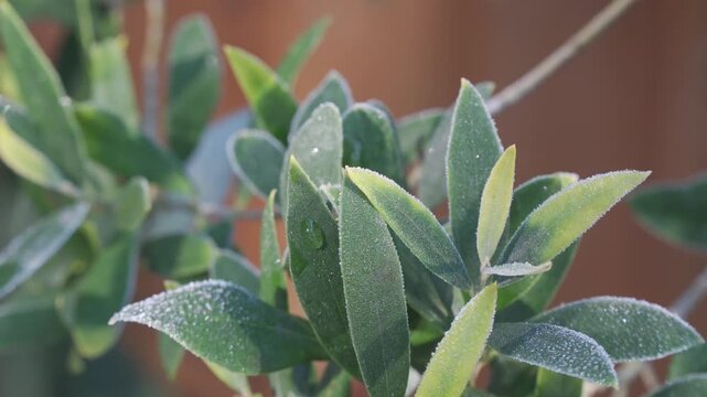 Close up of the Butterfly Bush Budlea leaves.
