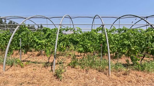 Panning Shot of Vineyard Vines Inside a Polytunnel Greenhouse Over Dry Parched Grass, Provence, France