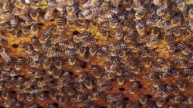 Close-up video of honey bees moving across a honeycomb frame inside an active hive, showing natural colony behavior, teamwork and pollination during the summer season.