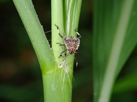 bugs on a leaf