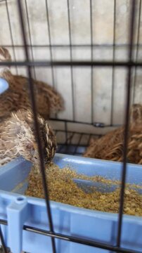 A group of Japanese quails (Coturnix japonica) kept inside a wire mesh breeding cage, actively pecking and eating poultry mash feed from a blue plastic trough container.