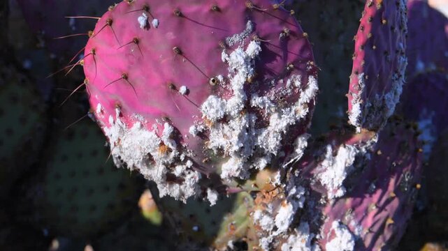 Arizona, USA: Cochineal scale insects (Dactylopius spp., family Dactylopiidae) forming a white waxy protective covering on a prickly pear cactus Opuntia