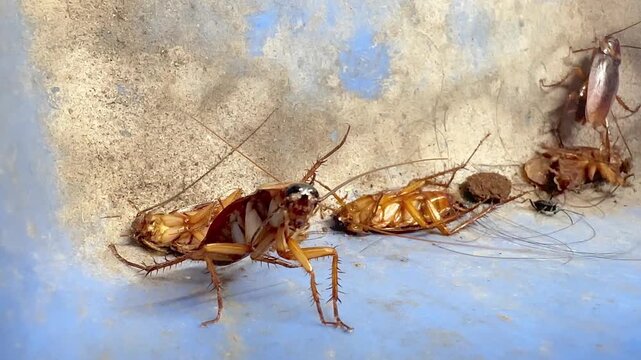 Close-up slow-motion video of American cockroaches crawling and dying inside a house, showing a dirty pest infestation problem with insects moving on a blue plastic dustpan background.