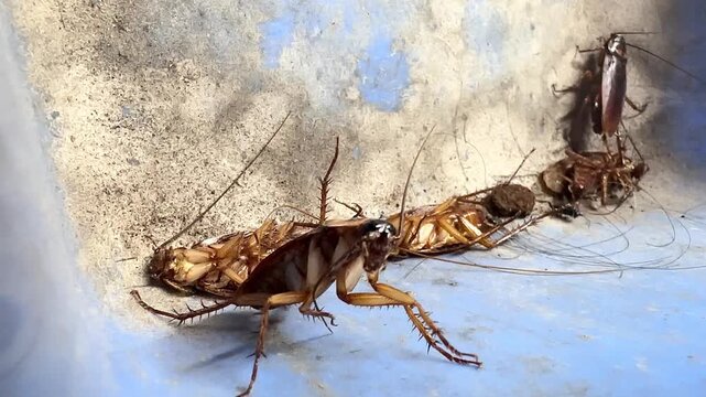 Close-up slow-motion video of American cockroaches crawling and dying inside a house, showing a dirty pest infestation problem with insects moving on a blue plastic dustpan background.