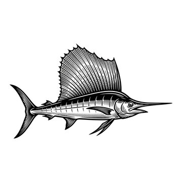 Sailfish Swimming in Ocean Water.