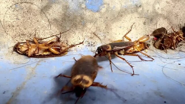 Close-up slow-motion video of American cockroaches crawling and dying inside a house, showing a dirty pest infestation problem with insects moving on a blue plastic dustpan background.