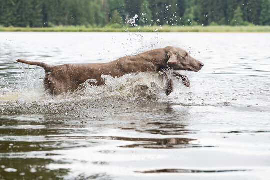 Weimaraner im Wasser