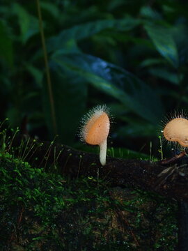 mushrooms in the forest
