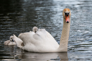 Schwan mit Küken © motivjaegerin1