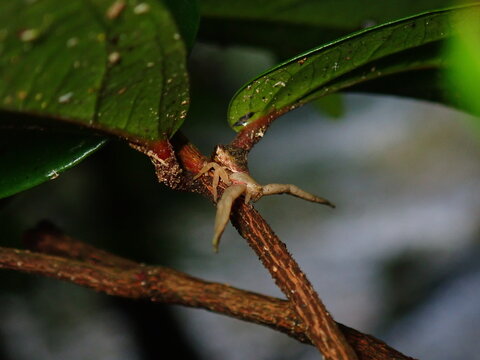 macro of a spider