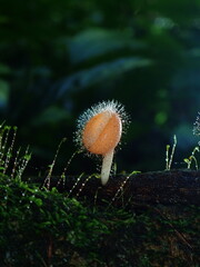 mushroom in the forest © Amonrat