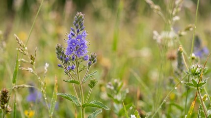 Obraz premium Purple wildflowers blooming in a sunlit meadow during summer.