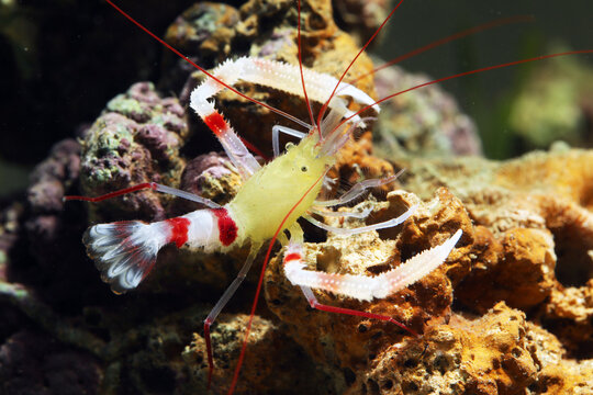 Gold-banded coral shrimp (Stenopus zanzibaricus) in tropical reef aquarium 